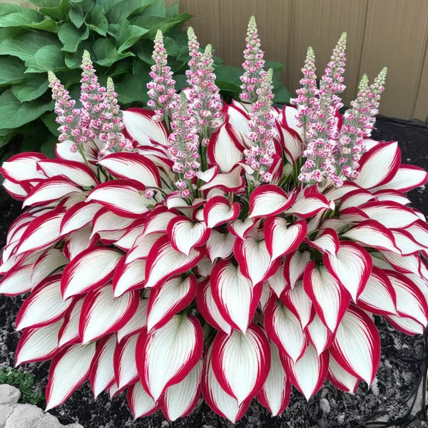 Floravé – Hosta frön