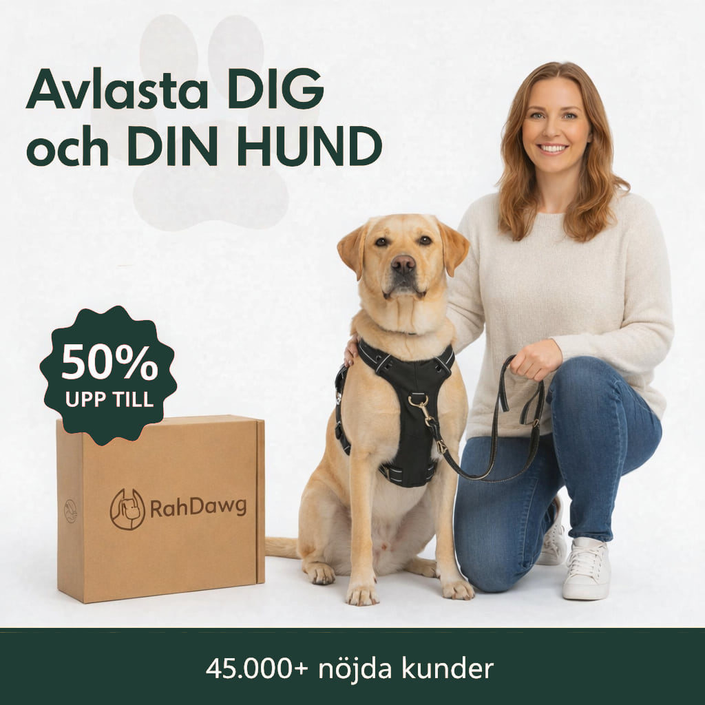 Kvinna med labrador i antidragsele bredvid RahDawg-kartong