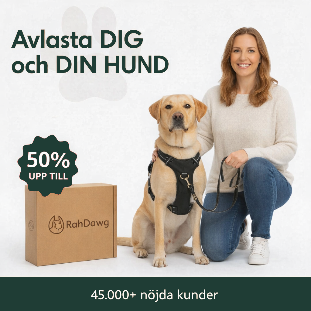 Antidragsele