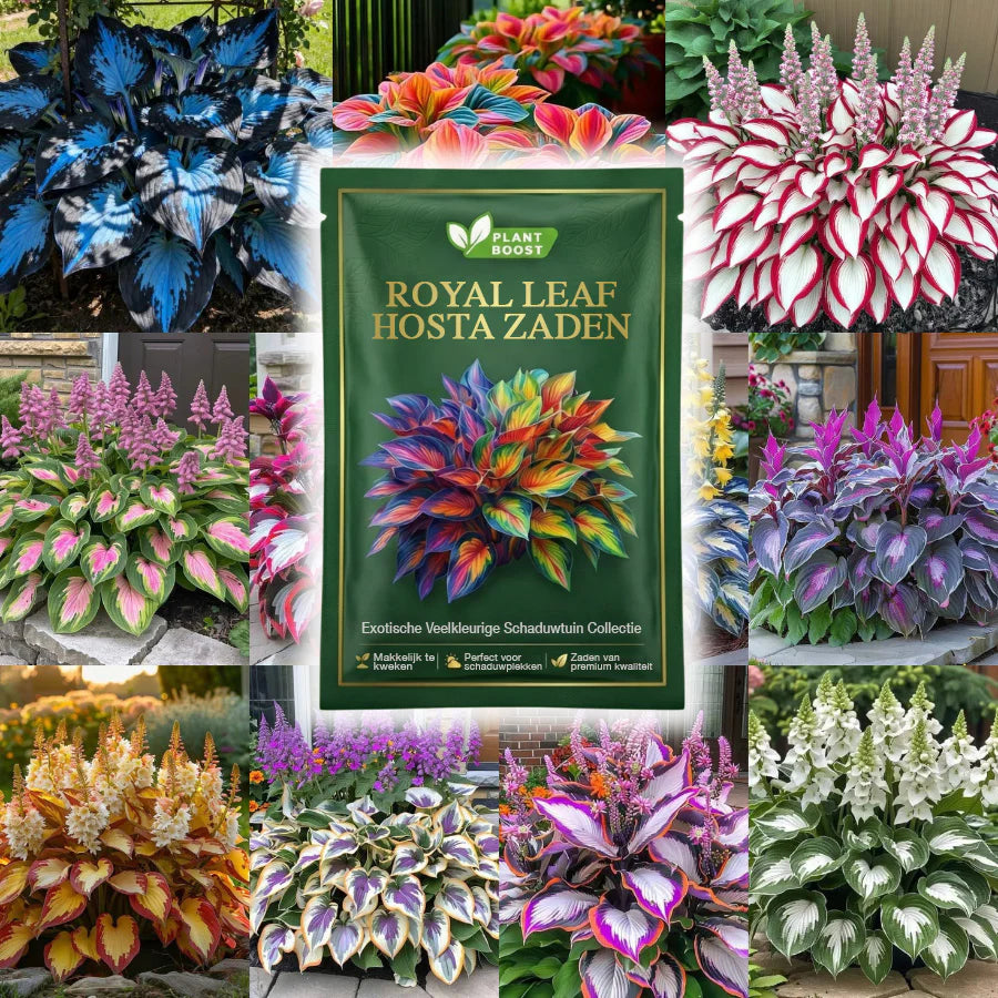 Floravé – Hosta frön