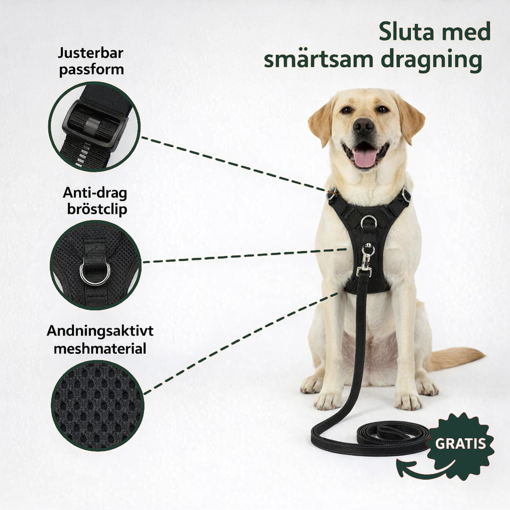 Labrador i antidragsele med koppel: justerbar passform, anti-drag bröstclip och meshmaterial