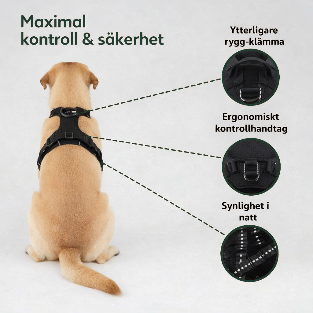 Labrador bakifrån i antidragsele med ryggklämma, kontrollhandtag och reflex