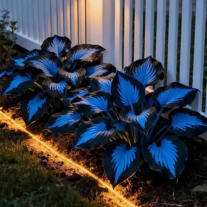 Floravé – Hosta frön
