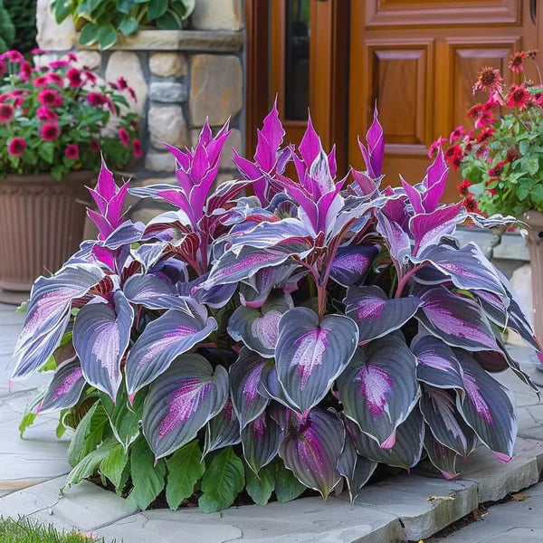 Floravé – Hosta frön