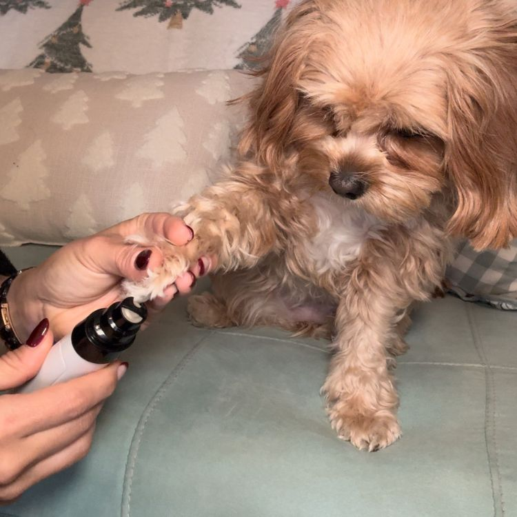 Silent Groom Pro – Tyst klotrimmer för husdjur