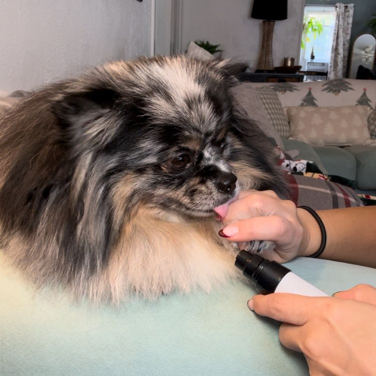 Silent Groom Pro – Tyst klotrimmer för husdjur